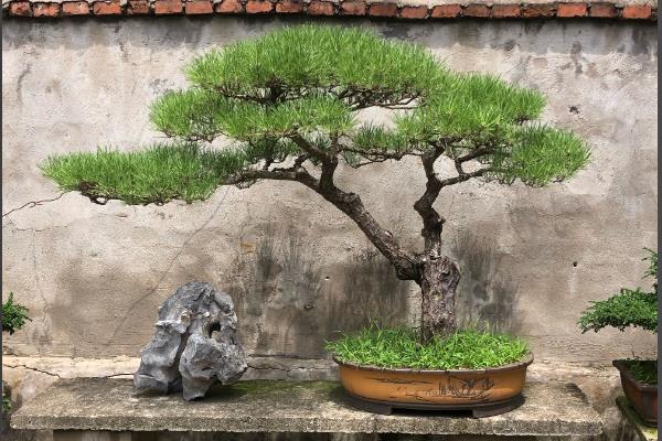 让黑松又矮又粗的方法，定期修剪把株高控制在25厘米左右
