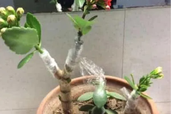 玉树几月份嫁接长寿花最合适，6-7月份的时候进行