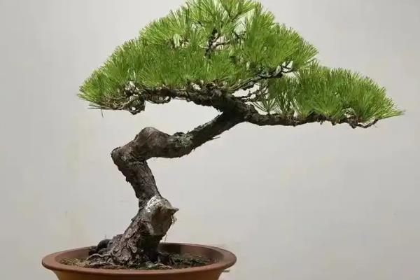 让黑松又矮又粗的方法，定期修剪把株高控制在25厘米左右
