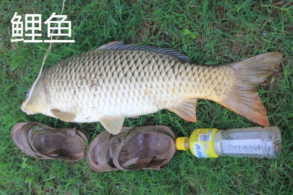 秋田狐4号钩钓多大的鲫鱼，最适合用来钓半斤的鲫鱼