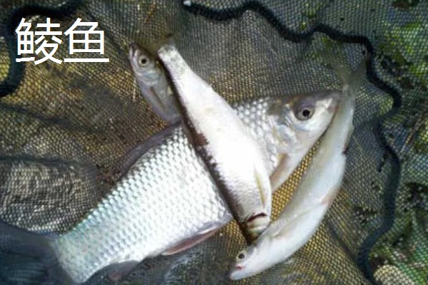 秋田狐4号钩钓多大的鲫鱼，最适合用来钓半斤的鲫鱼