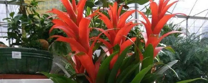 鸿运当头的常见虫害及防治方法，常见的有毛毛虫、蜗牛等