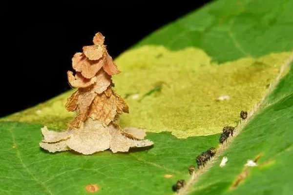 鸿运当头的常见虫害及防治方法，常见的有毛毛虫、蜗牛等