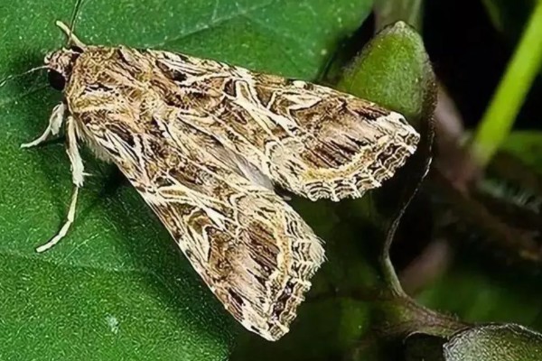 鸿运当头的常见虫害及防治方法，常见的有毛毛虫、蜗牛等