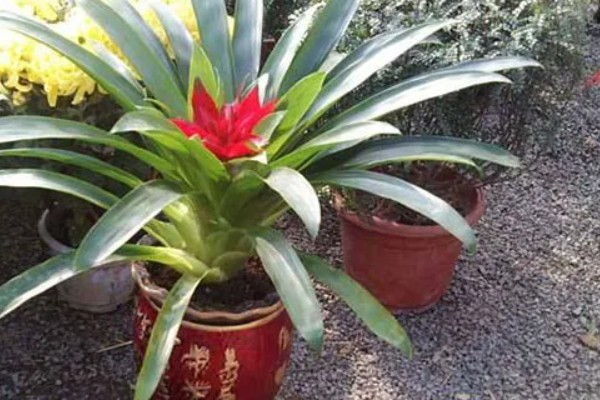 鸿运当头的常见虫害及防治方法，常见的有毛毛虫、蜗牛等