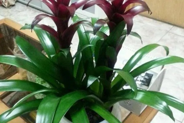 鸿运当头的常见虫害及防治方法，常见的有毛毛虫、蜗牛等