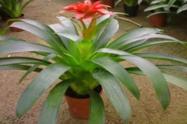 鸿运当头的常见虫害及防治方法，常见的有毛毛虫、蜗牛等