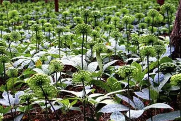 三七的特征，高可达20-60厘米