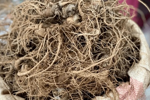 三七的特征，高可达20-60厘米