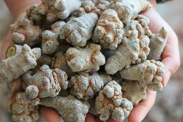 三七的特征，高可达20-60厘米