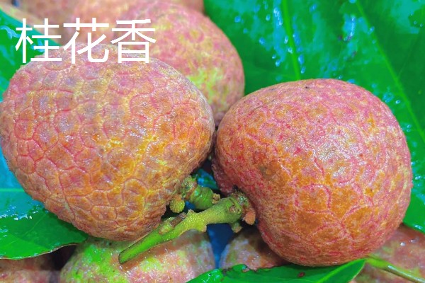 有哪些荔枝品种，推荐桂花香、妃子笑等