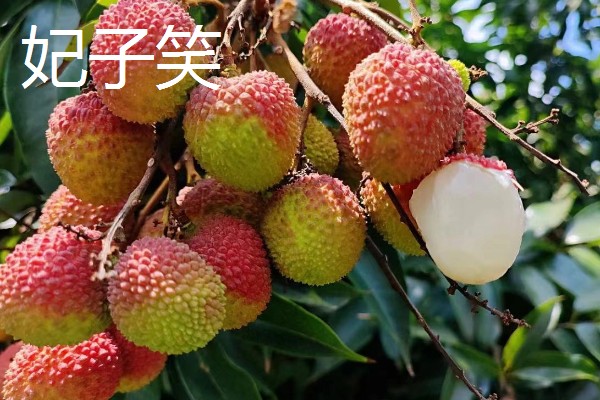 有哪些荔枝品种，推荐桂花香、妃子笑等