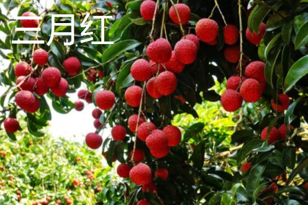 有哪些荔枝品种，推荐桂花香、妃子笑等
