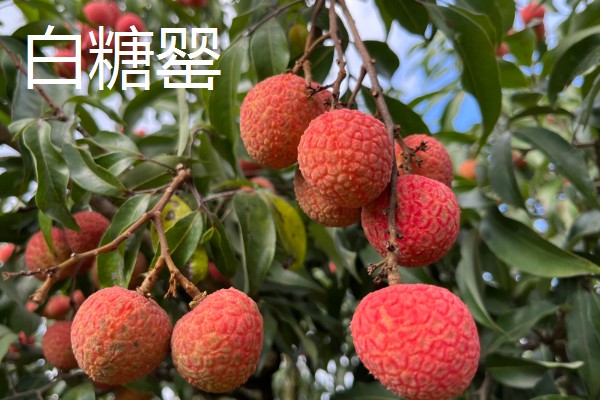 有哪些荔枝品种，推荐桂花香、妃子笑等