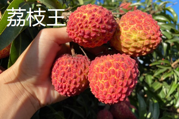 有哪些荔枝品种，推荐桂花香、妃子笑等