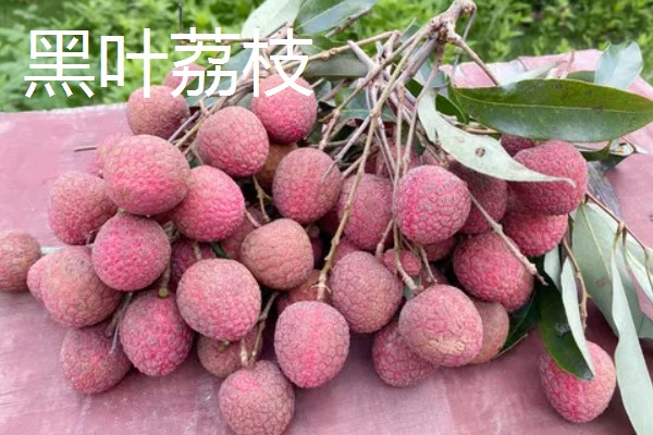 有哪些荔枝品种，推荐桂花香、妃子笑等