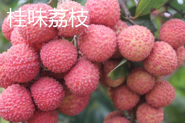 有哪些荔枝品种，推荐桂花香、妃子笑等