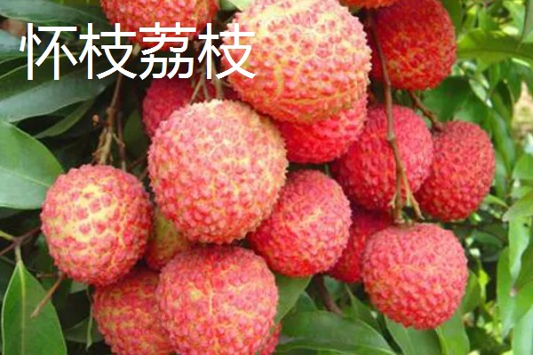 有哪些荔枝品种，推荐桂花香、妃子笑等