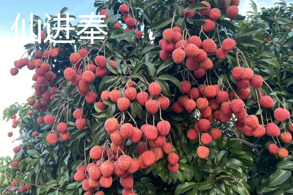 有哪些荔枝品种，推荐桂花香、妃子笑等