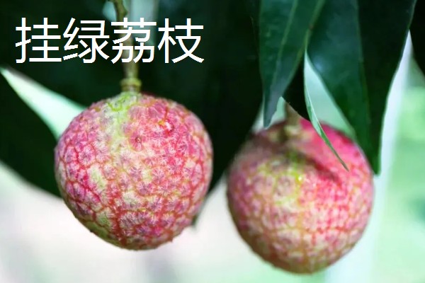 有哪些荔枝品种，推荐桂花香、妃子笑等