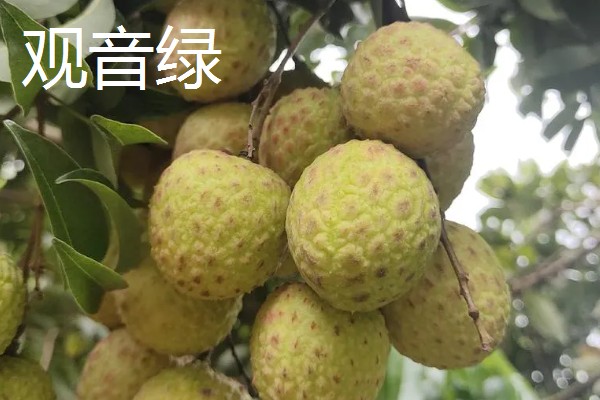 有哪些荔枝品种，推荐桂花香、妃子笑等