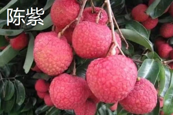 有哪些荔枝品种，推荐桂花香、妃子笑等