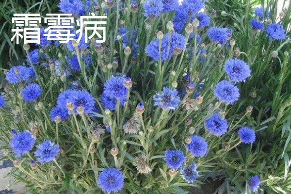 矢车菊的病虫害防治方法,病害有菌核病和霜霉病等