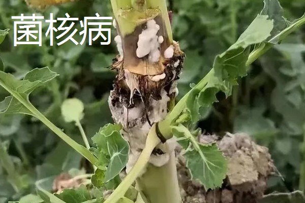 矢车菊的病虫害防治方法,病害有菌核病和霜霉病等