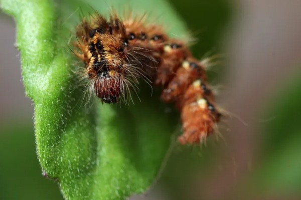 鸿运当头的常见虫害及防治方法，常见的有毛毛虫、蜗牛等
