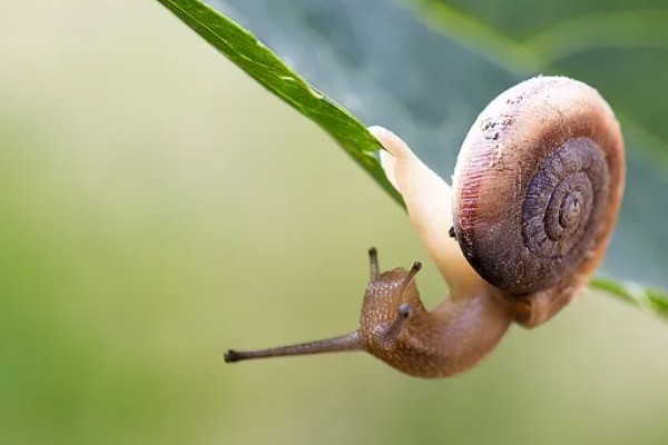 鸿运当头的常见虫害及防治方法，常见的有毛毛虫、蜗牛等