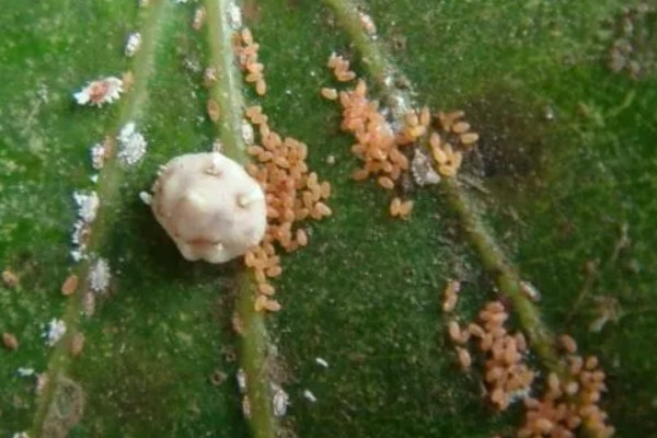 鸿运当头的常见虫害及防治方法，常见的有毛毛虫、蜗牛等