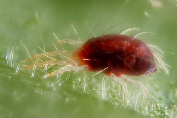 鸿运当头的常见虫害及防治方法，常见的有毛毛虫、蜗牛等