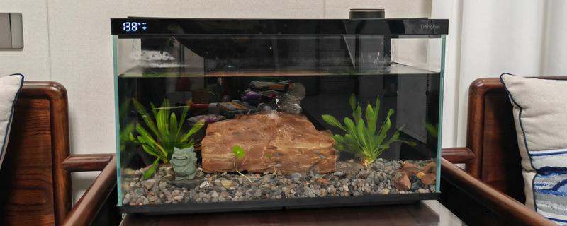 25cm的鱼缸可以养多少鱼,不到10厘米的鱼可以养两条