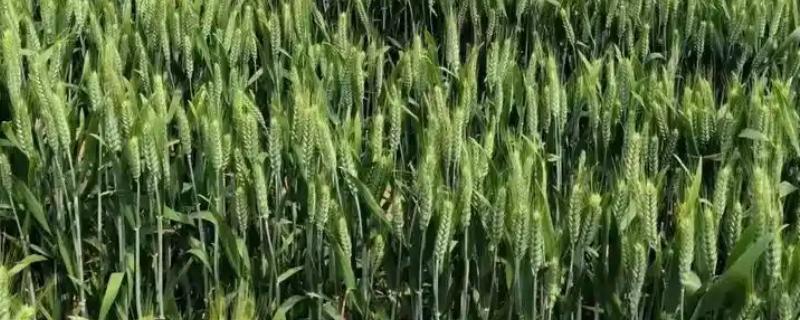 郑麦379小麦的种植要点,可在10月上中旬进行播