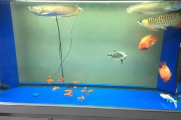 25cm的鱼缸可以养多少鱼,不到10厘米的鱼可以养两条