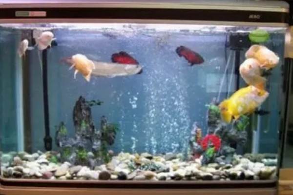 25cm的鱼缸可以养多少鱼,不到10厘米的鱼可以养两条