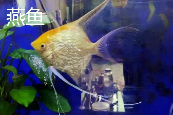 25cm的鱼缸可以养多少鱼,不到10厘米的鱼可以养两条