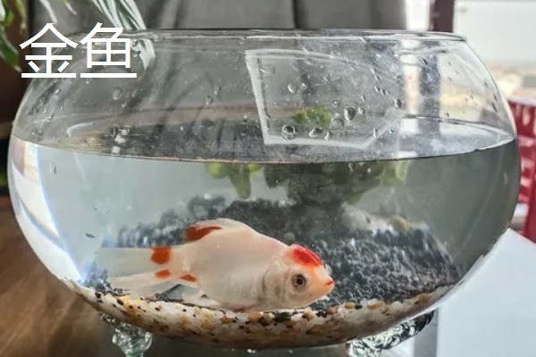 25cm的鱼缸可以养多少鱼,不到10厘米的鱼可以养两条