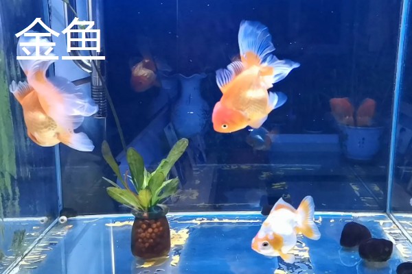 25cm的鱼缸可以养多少鱼,不到10厘米的鱼可以养两条