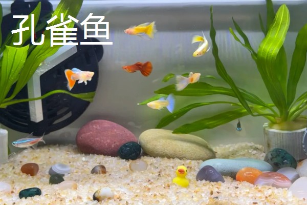 25cm的鱼缸可以养多少鱼,不到10厘米的鱼可以养两条