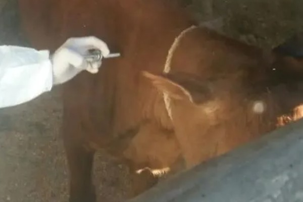 600斤牛要打多少10毫升的伊维菌素,打20毫升才可以