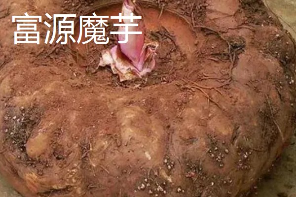云南曲靖市的特产，有宣威火腿、陆良板鸭等
