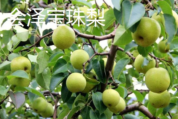 云南曲靖市的特产，有宣威火腿、陆良板鸭等