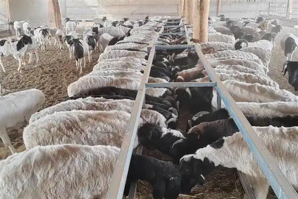 牛羊饲料原料如何正确选择，可选择粗饲料或精饲料