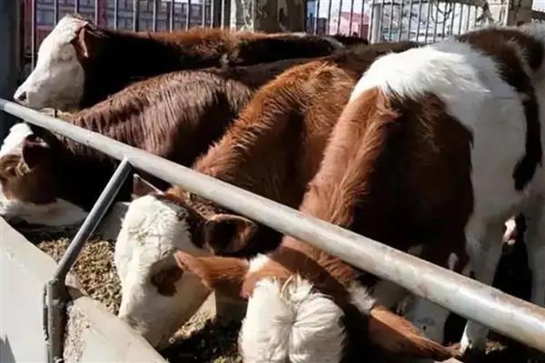牛羊饲料原料如何正确选择，可选择粗饲料或精饲料