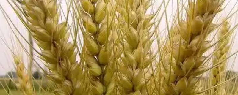 小麦刚播种完就下雨了能出苗吗，需根据降雨大小决定