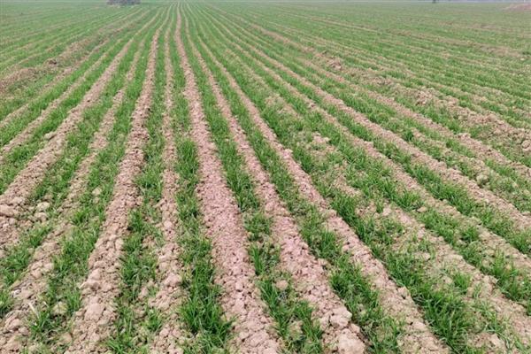 小麦刚播种完就下雨了能出苗吗，需根据降雨大小决定