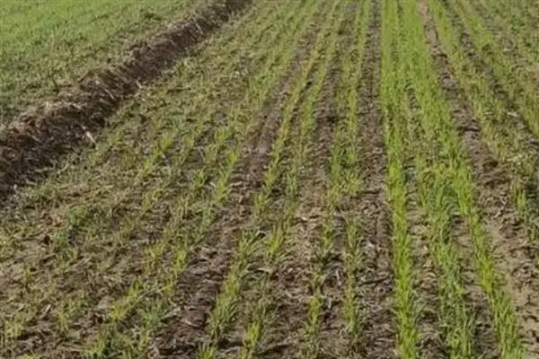 小麦刚播种完就下雨了能出苗吗，需根据降雨大小决定