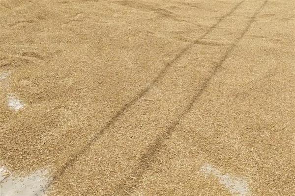 小麦刚播种完就下雨了能出苗吗，需根据降雨大小决定