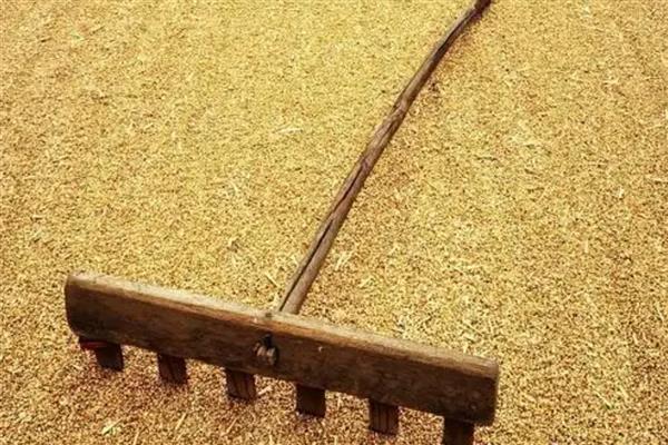 小麦刚播种完就下雨了能出苗吗，需根据降雨大小决定